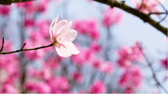 吴家后山百年间静看辛夷成诗 腾讯新闻