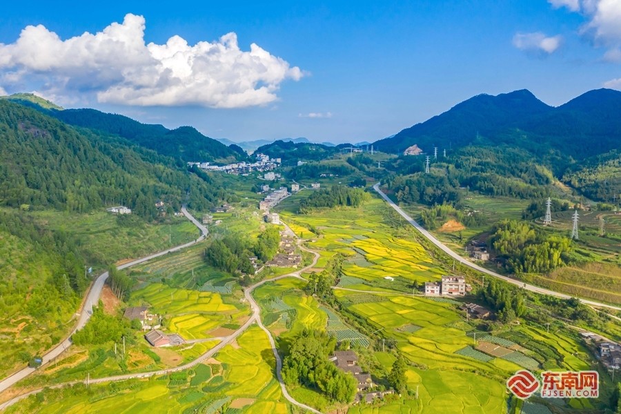 9月5日,在德化县赤水镇锦洋村和西洋村,丰收在望的稻田在秋日的阳光下