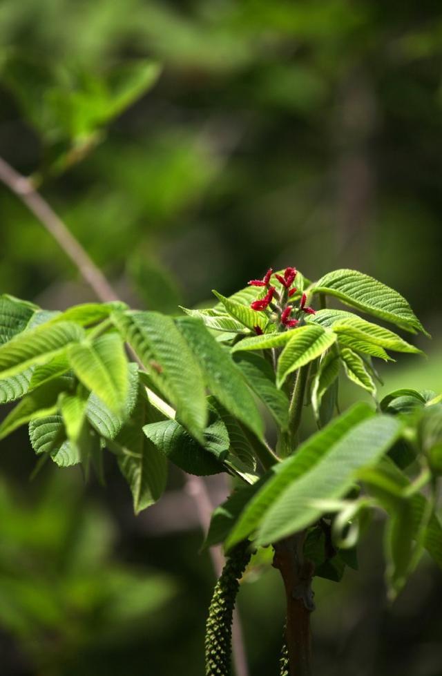 名:carya cathayensis )又名小核桃,是胡桃科山核桃屬的一種落葉喬木