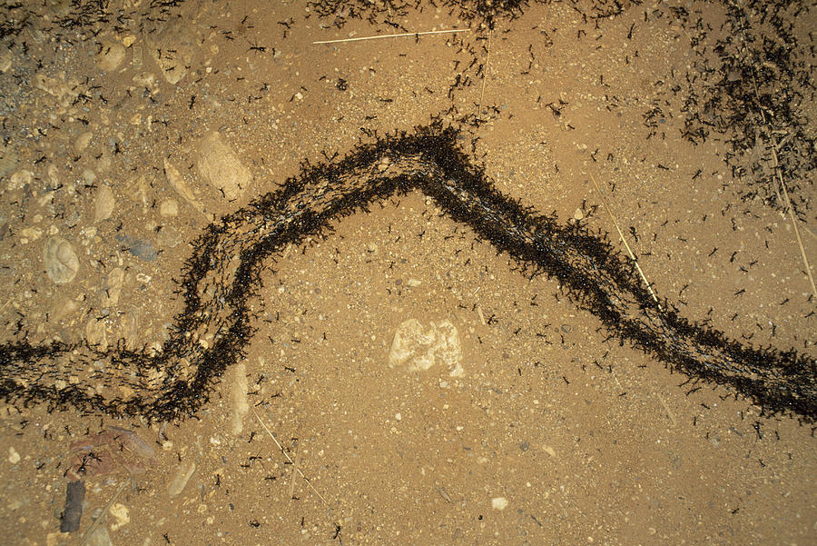 最大超过360米的蚂蚁死亡漩涡如何形成蚂蚁转圈圈直到死亡