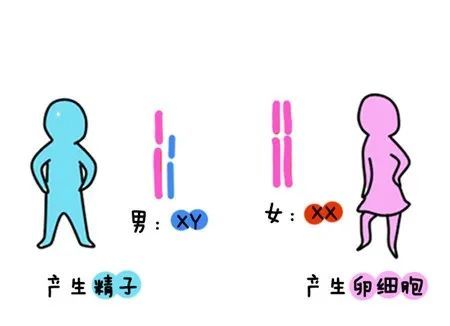 决定性别的染色体之一y染色体 腾讯网