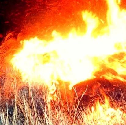 一位作家亲见蚂蚁逃生的故事