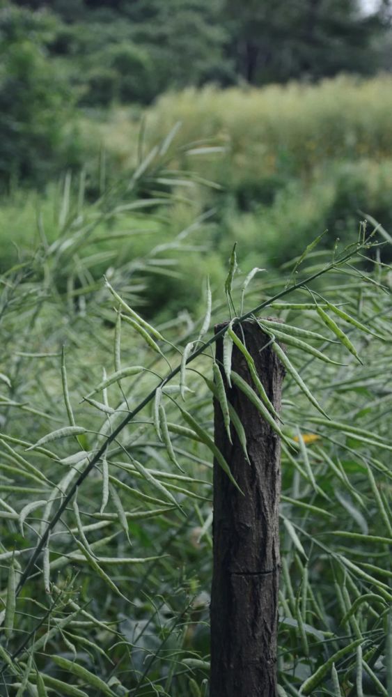 马婷|荐读 马婷：乐