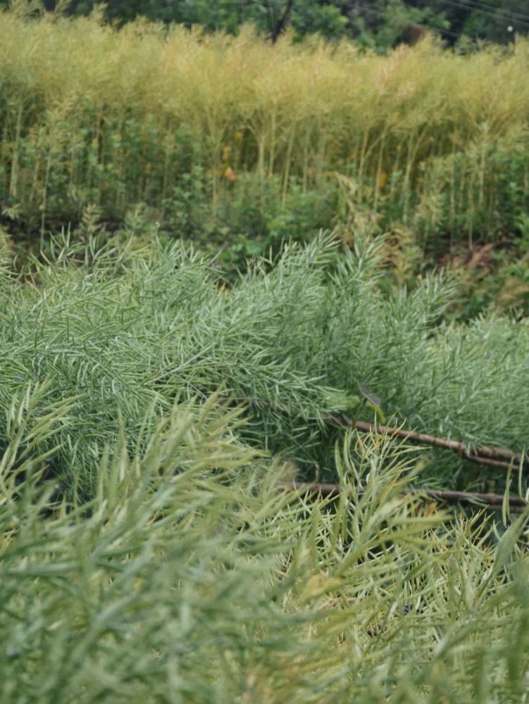 马婷|荐读 马婷：乐