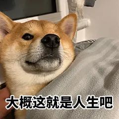 表情包|柴犬表情包