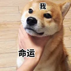 一波柴犬表情包,拿好不謝!