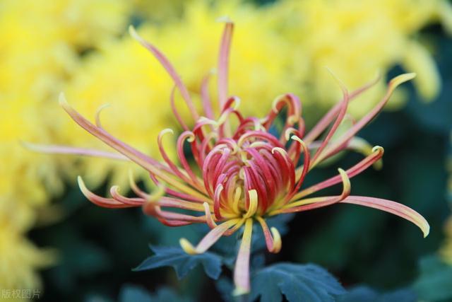 江波|少别清溪客意忙，终期好梦唤韶光