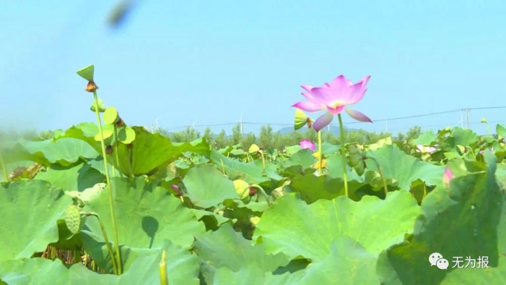 无为市严桥镇首届赏花采莲节开幕