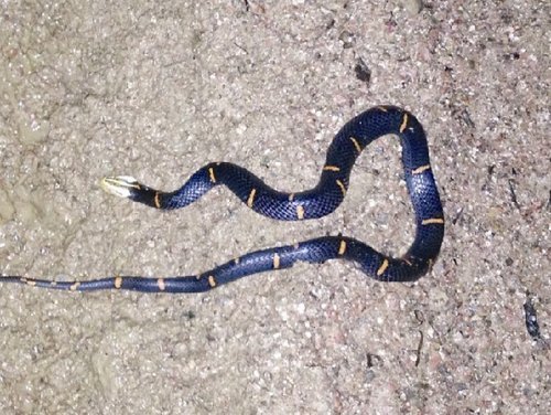 陕西米仓山首次发现白头蝰蛇活体 系全球最毒的蛇类之一