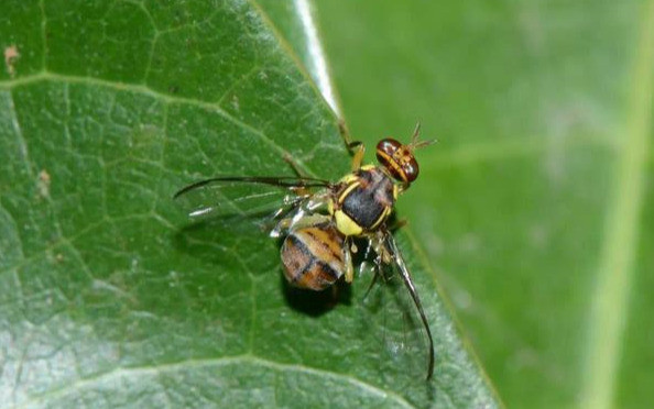 柑橘桔小实蝇猖獗,打药防不住,1个防治小技巧,实蝇蹭蹭往上粘_腾讯新