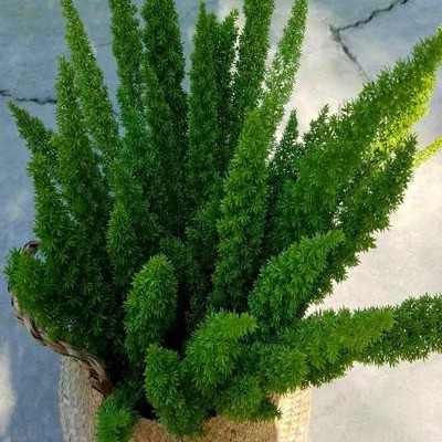 狐尾天门冬,美伯氏密花天门冬,为天门冬属的多年生常绿半蔓性草本植物