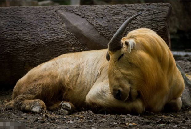 生肖牛和哪个生肖做夫妻,一生都是"冤家",但晚年却不离不弃