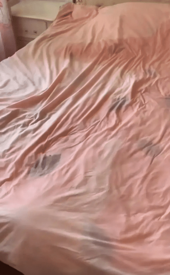 哈哈哈哈,这个二哈一看就是纯种的吧