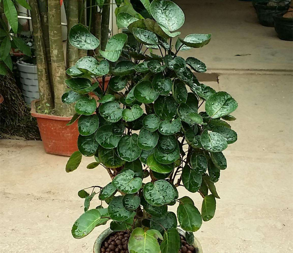 精干挺拔清新自然的福禄桐,金钱兜这么养护,典雅非凡鲜亮浓密