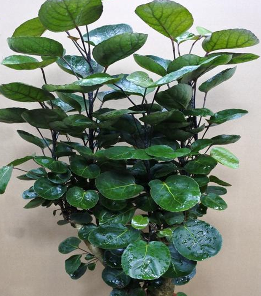 精干挺拔清新自然的福禄桐,金钱兜这么养护,典雅非凡鲜亮浓密