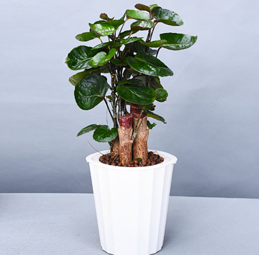 精干挺拔清新自然的福禄桐,金钱兜这么养护,典雅非凡鲜亮浓密