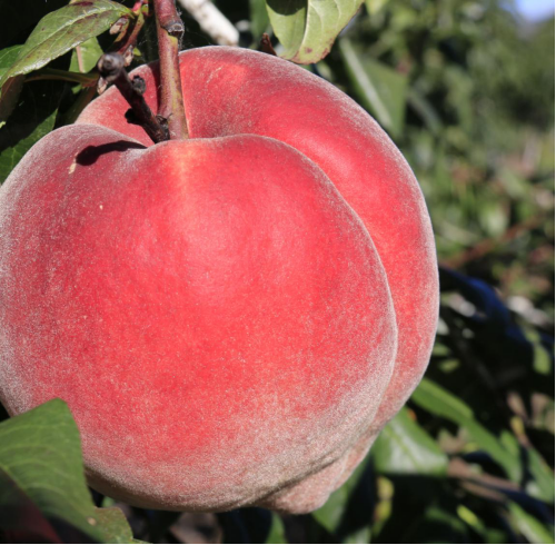 这种丽江仙果很奇特9月11日要开售了