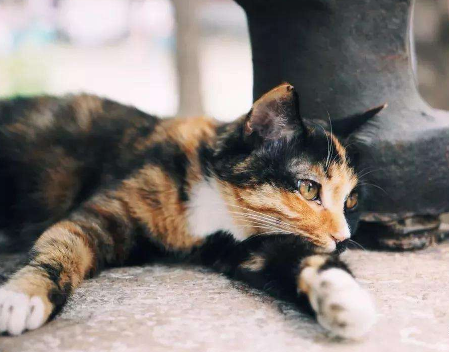 北京|北京必去古刹，与刑场只有咫尺之遥，门票5元不输少林寺