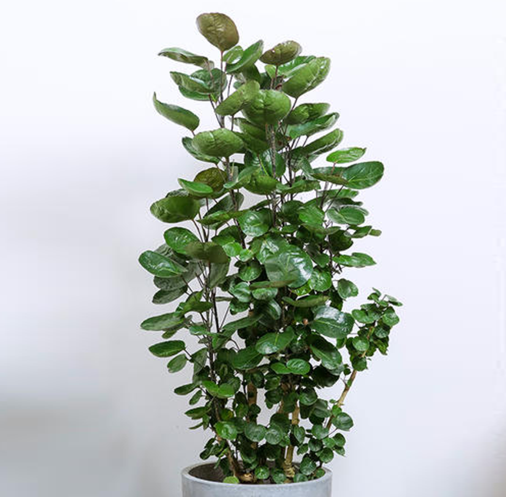 精干挺拔清新自然的福禄桐,金钱兜这么养护,典雅非凡鲜亮浓密