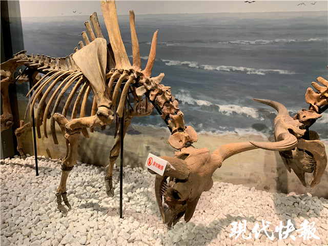 霸王龙|已灭绝的霸王龙有多重？科学家：五吨到十几吨不等