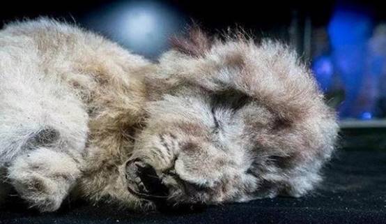 北极冻土现神秘生物似非洲猫科动物史前文明或真的存在