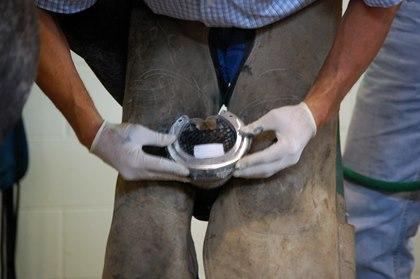 马掌|人为什么要给马钉马掌，而野马却不需要？钉在马蹄上，马不疼吗？