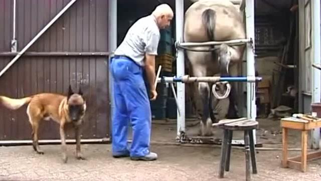 马掌|人为什么要给马钉马掌，而野马却不需要？钉在马蹄上，马不疼吗？