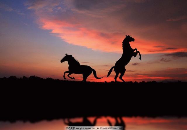 马掌|人为什么要给马钉马掌，而野马却不需要？钉在马蹄上，马不疼吗？