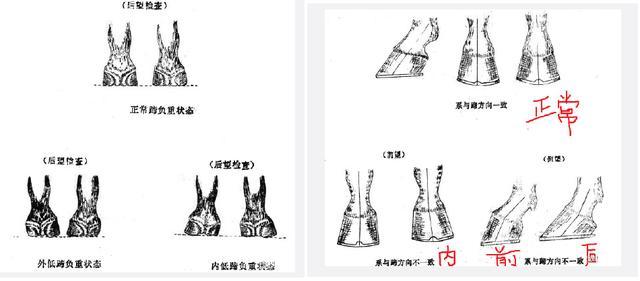 马掌|人为什么要给马钉马掌，而野马却不需要？钉在马蹄上，马不疼吗？