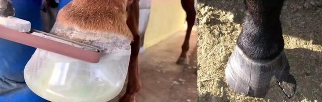 马掌|人为什么要给马钉马掌，而野马却不需要？钉在马蹄上，马不疼吗？