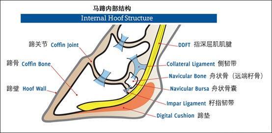 马掌|人为什么要给马钉马掌，而野马却不需要？钉在马蹄上，马不疼吗？