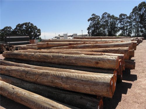 桉树|中国引进的“缺德树”，曾带来巨大经济价值，如今已禁止种植