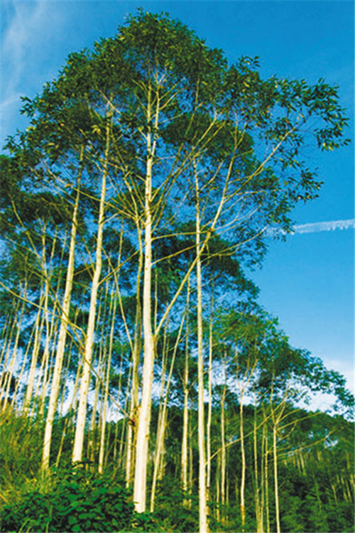 桉树|中国引进的“缺德树”，曾带来巨大经济价值，如今已禁止种植