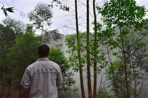 桉树|中国引进的“缺德树”，曾带来巨大经济价值，如今已禁止种植