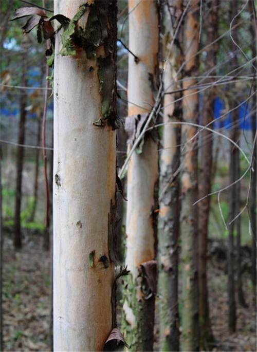 桉树|中国引进的“缺德树”，曾带来巨大经济价值，如今已禁止种植