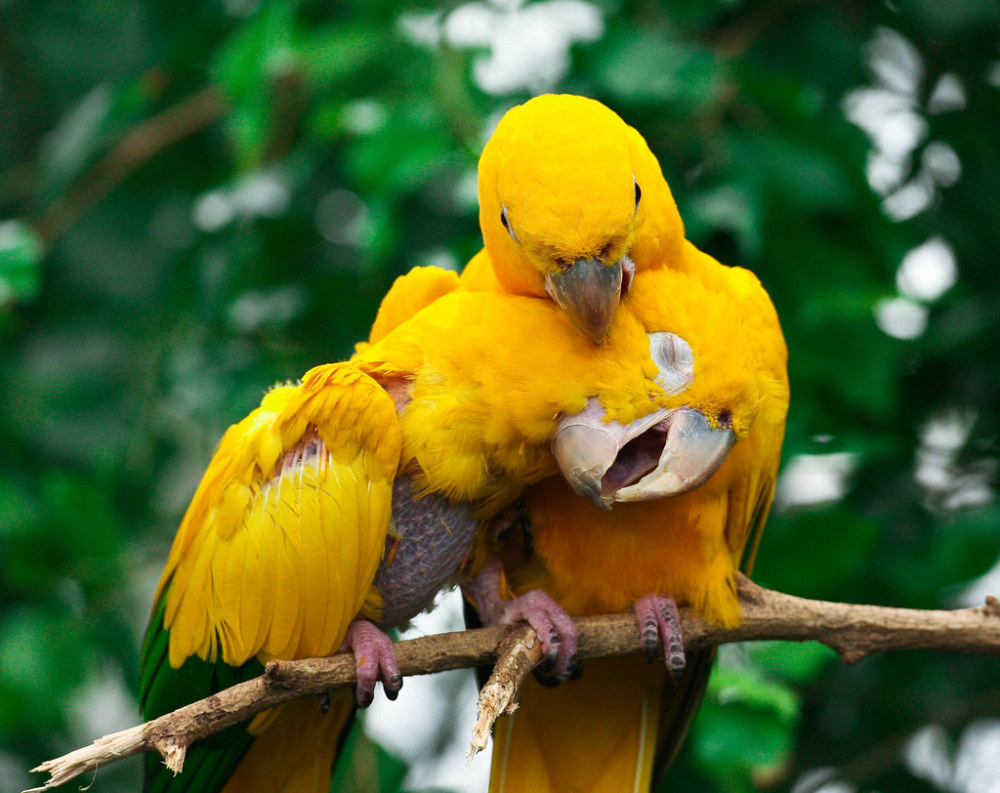 金黄鹦鹉的金色传说