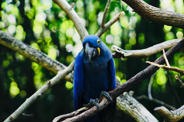 鹦鹉|两只鹦鹉像人类一样秀恩爱，还彼此亲吻，网友戏称是“虐狗行为”