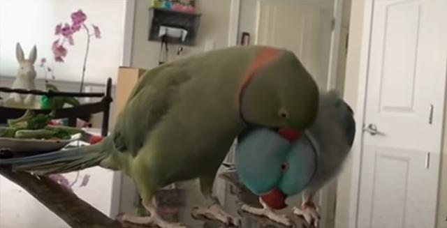 鹦鹉|两只鹦鹉像人类一样秀恩爱，还彼此亲吻，网友戏称是“虐狗行为”