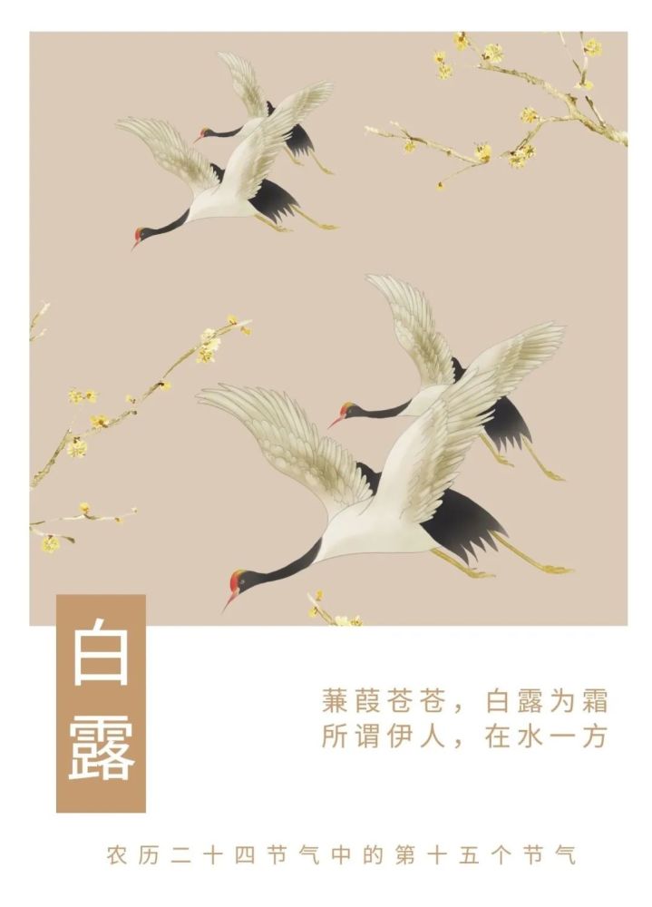 冰心|冰心一点润清秋