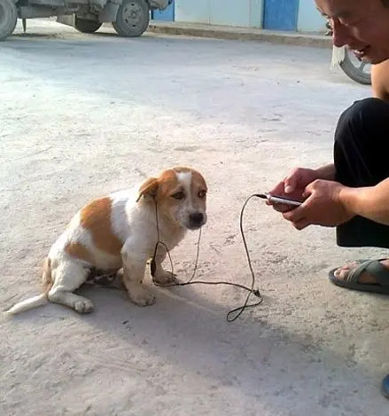 三,给狗狗听音乐,看这表情一言难尽啊!