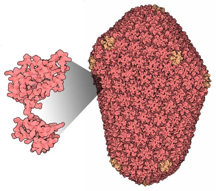 heterotypic cell–cell communication regulates glandular stem