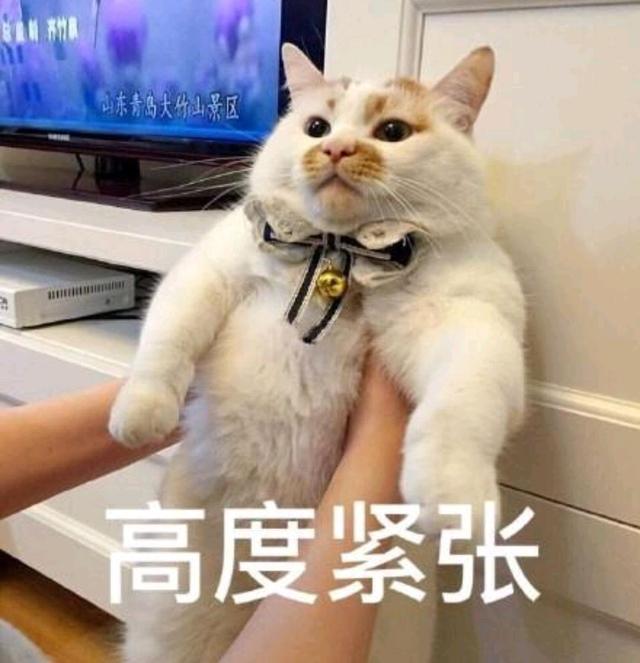 铲屎官在 揍猫 的时候 猫是怎么想的 腾讯新闻