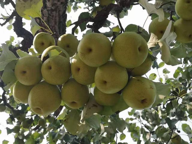 秋月梨|原产我国的古老水果，有两千年的种植历史，如今输给了日本的品种，尴尬不？