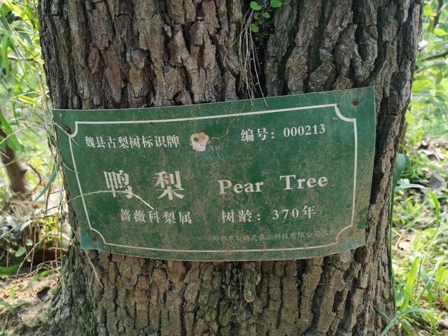 秋月梨|原产我国的古老水果，有两千年的种植历史，如今输给了日本的品种，尴尬不？