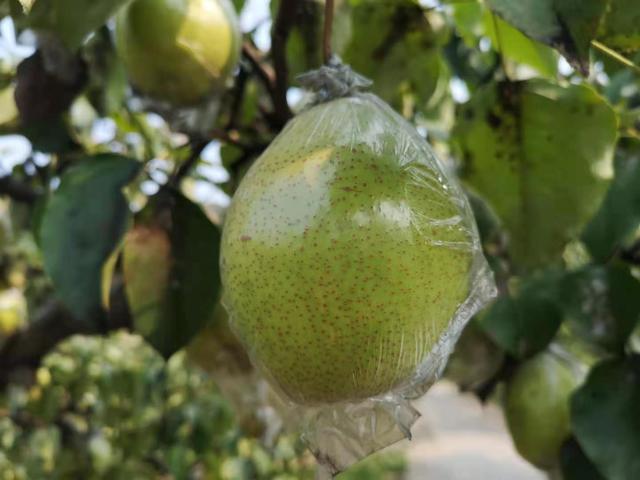 秋月梨|原产我国的古老水果，有两千年的种植历史，如今输给了日本的品种，尴尬不？