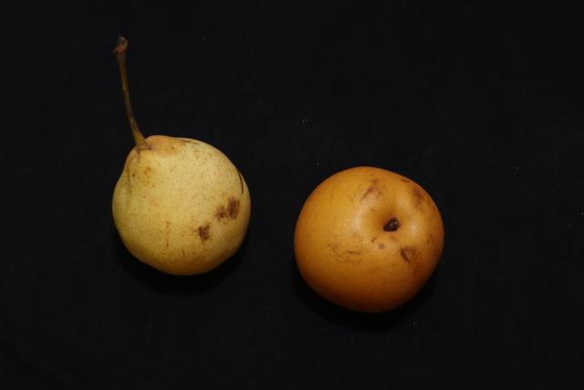 秋月梨|原产我国的古老水果，有两千年的种植历史，如今输给了日本的品种，尴尬不？