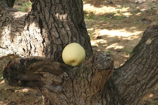 秋月梨|原产我国的古老水果，有两千年的种植历史，如今输给了日本的品种，尴尬不？