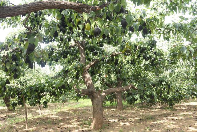 秋月梨|原产我国的古老水果，有两千年的种植历史，如今输给了日本的品种，尴尬不？