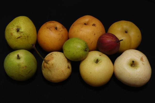 秋月梨|原产我国的古老水果，有两千年的种植历史，如今输给了日本的品种，尴尬不？