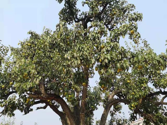 秋月梨|原产我国的古老水果，有两千年的种植历史，如今输给了日本的品种，尴尬不？